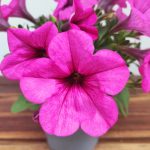 Petunia Hybrida 'Plus Pinkalicious'