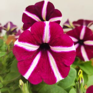 Petunia Hybrida 'Amore Joy' White-Purple
