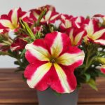 Petunia Hybrida 'Queen Of Hearts'