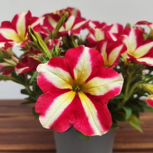 Petunia Hybrida 'Queen Of Hearts'
