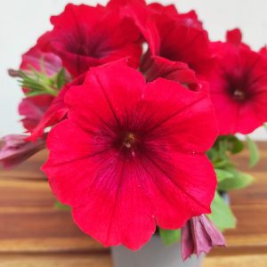 Petunia Hybrida 'Deep Red'