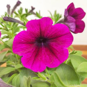 Petunia Hybrida 'Sweetunia Mix'