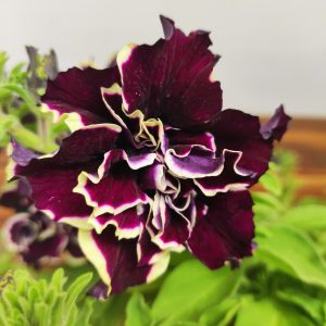 Petunia Hybrida 'Tumbelina Superstar'