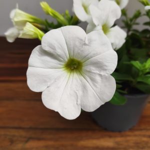 Petunia Hybrida 'Shock Wave White'