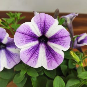 Petunia Hybrida 'Starfish'