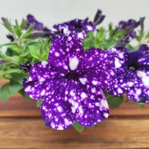 Petunia Hybrida 'Night Sky'