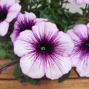Petunia Hybrida 'Surprise Raspberry Jam'