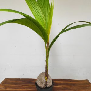 Cocos 'Nucifera Dwarf Golden Malay'