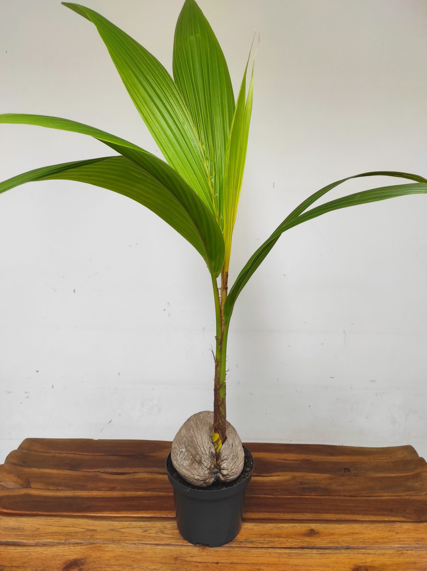 Cocos 'Nucifera Dwarf Golden Malay'