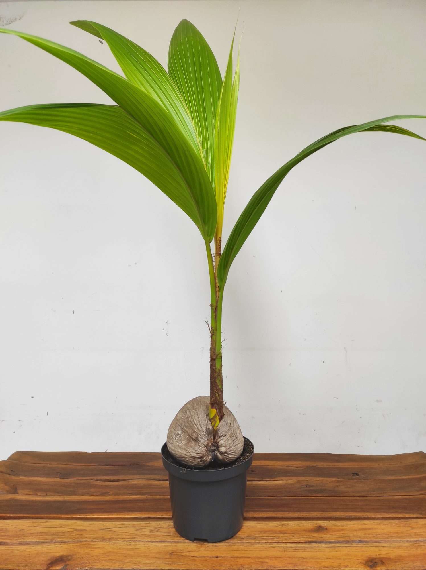 Cocos 'Nucifera Dwarf Golden Malay' - Image 2