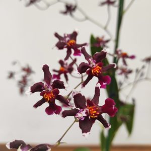 Oncidium 'Mercifull'
