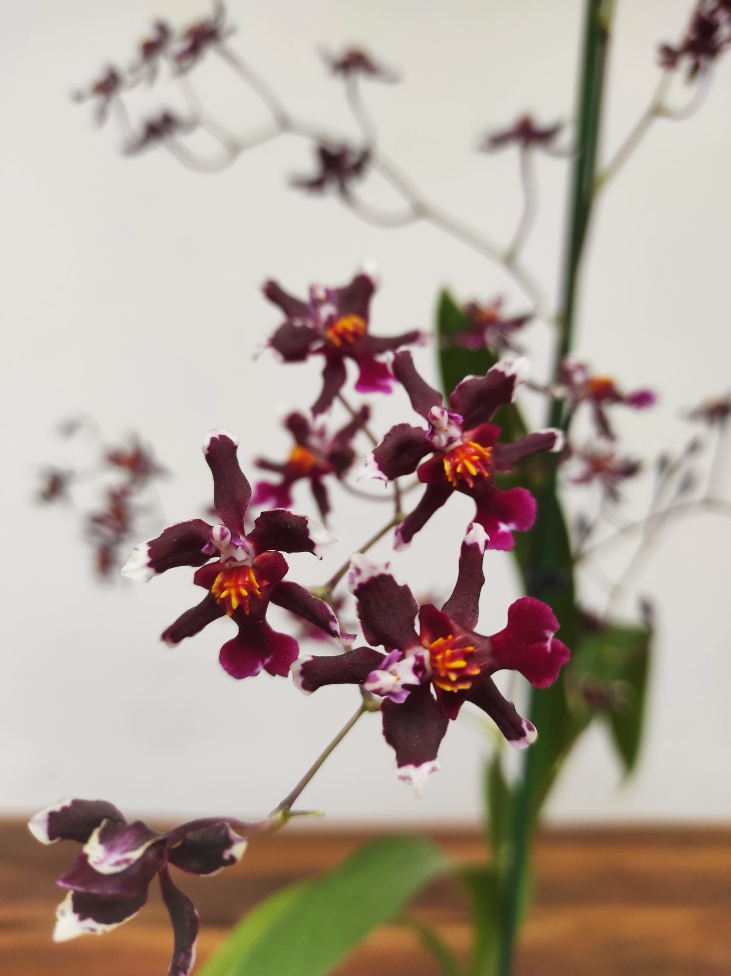 Oncidium 'Mercifull'