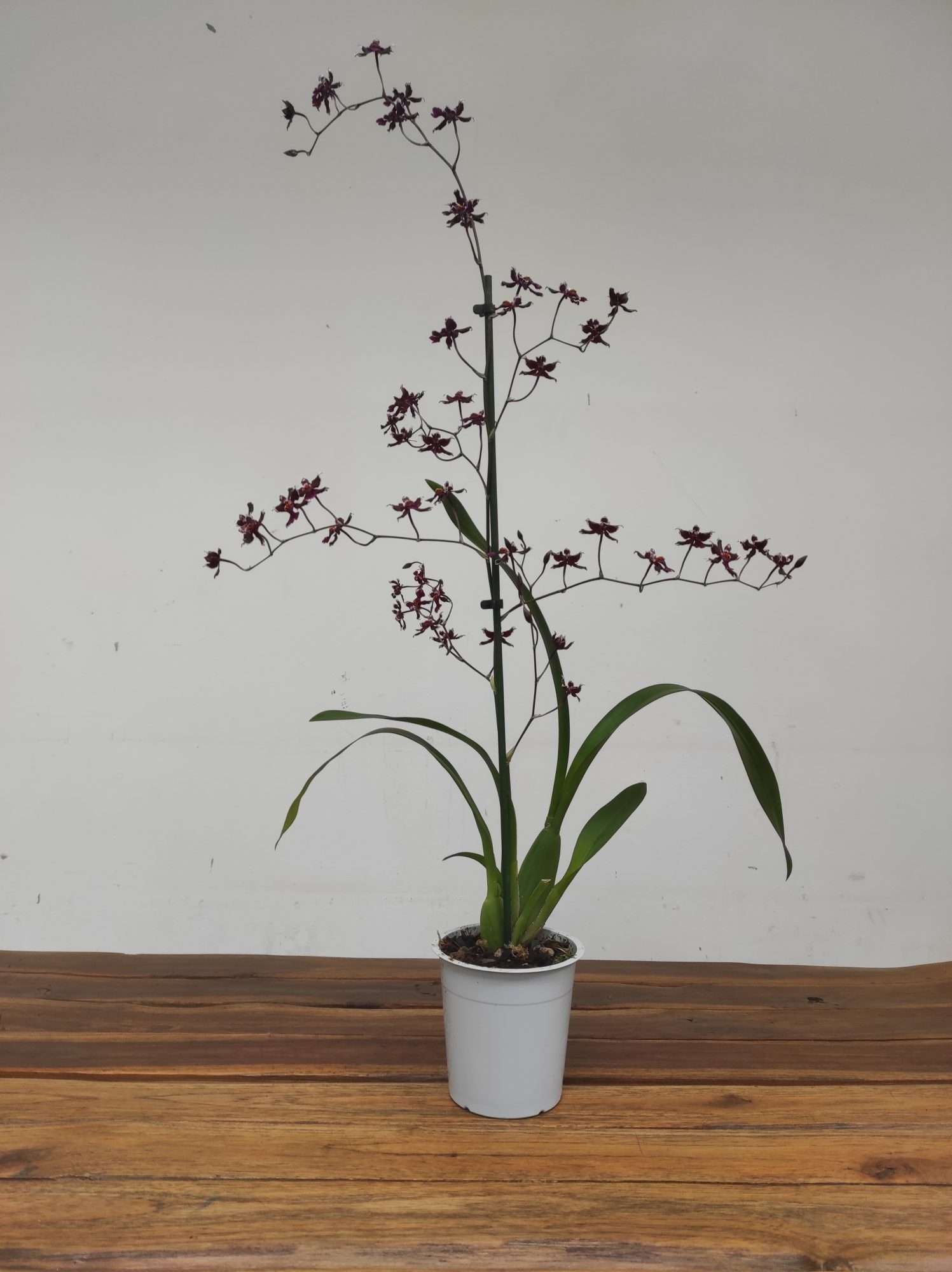 Oncidium 'Mercifull' - Image 2