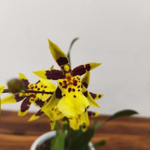 Cambria 1 Haste - V.12