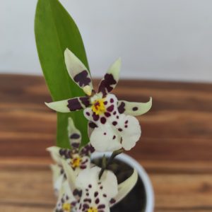 Cambria 2 Hastes - V.12