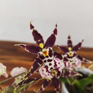 Cambria 1 Haste - V.12