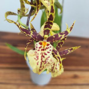 Cambria 2 Hastes - V.12