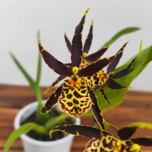 Cambria 1 Haste - V.12