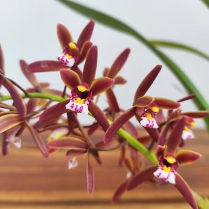 Cymbidium 'Floribundum'