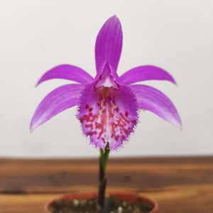 Pleione 'Tongariro'