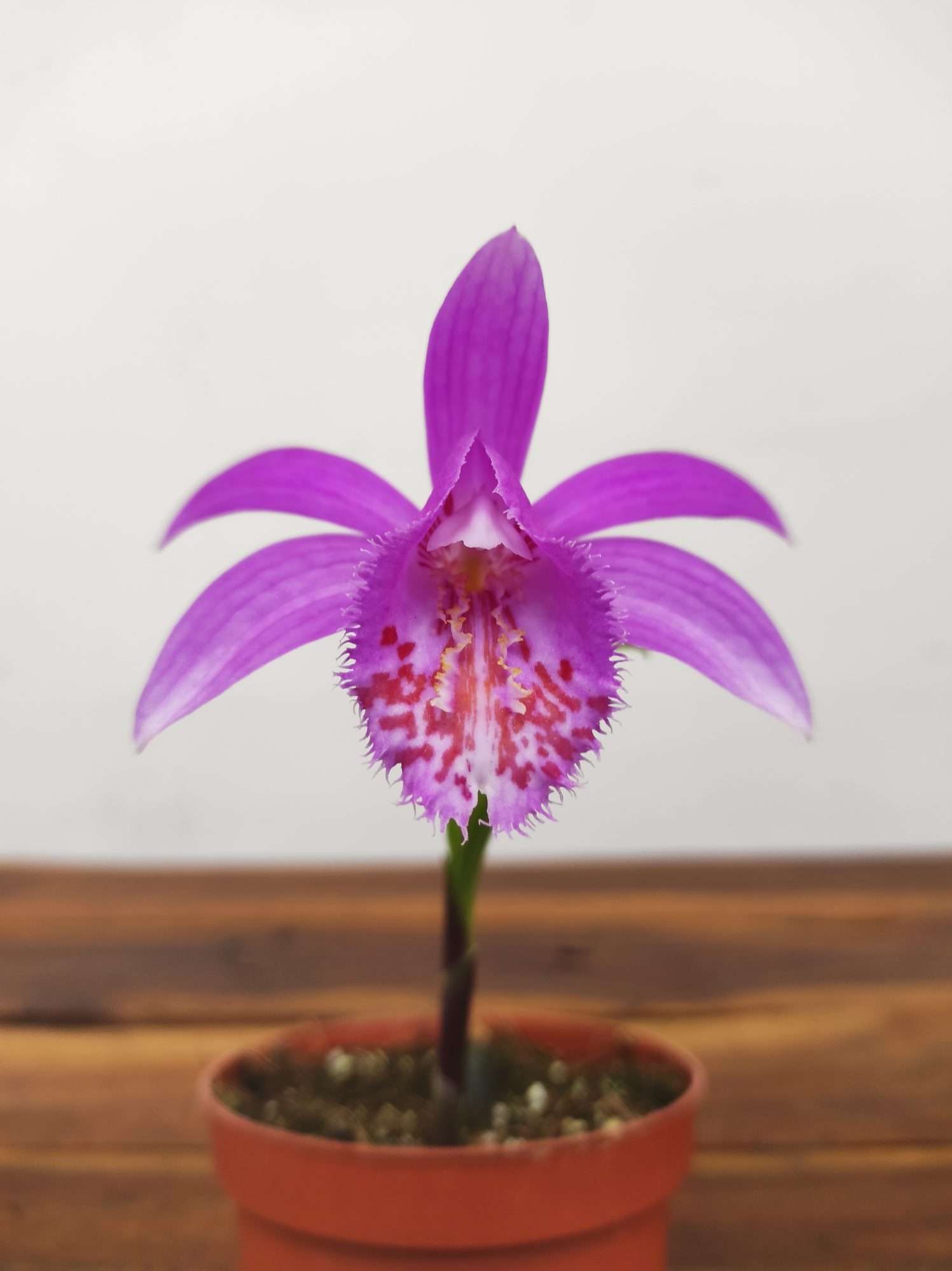 Pleione 'Tongariro'
