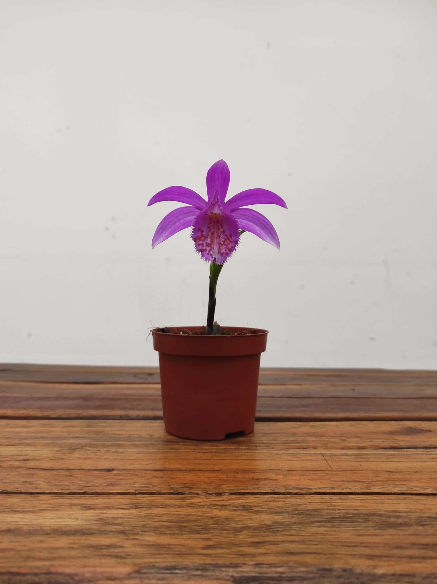 Pleione 'Tongariro' - Image 2