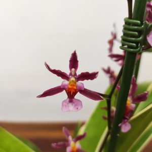 Oncidium 'Katrin Zoch'