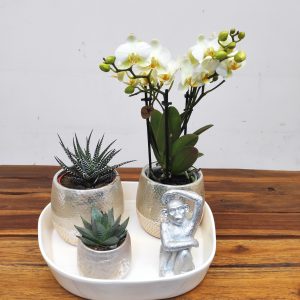 Arranjo Phalaenopsis Kolibri Mix - 3 Hastes