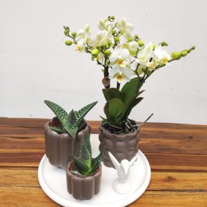 Arranjo Phalaenopsis Kolibri Mix - 3 Hastes