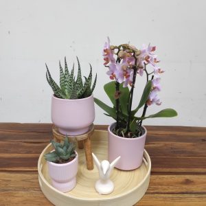 Arranjo Phalaenopsis Kolibri Mix - 3 Hastes