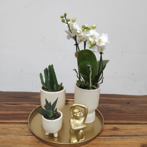 Arranjo Phalaenopsis Kolibri Mix - 3 Hastes