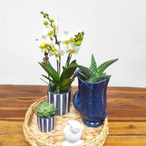 Arranjo Phalaenopsis Kolibri Mix - 3 Hastes