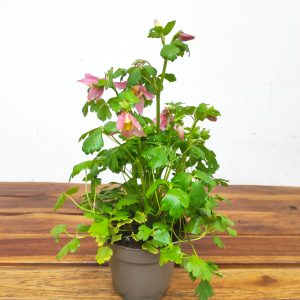 Aquilegia 'Dragonfly Hybrids' - Rosa