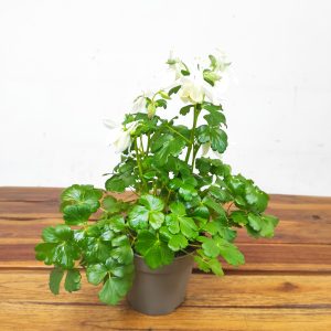 Aquilegia 'Dragonfly Hybrids' - Branco