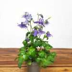 Aquilegia 'Dragonfly Hybrids' - Roxo