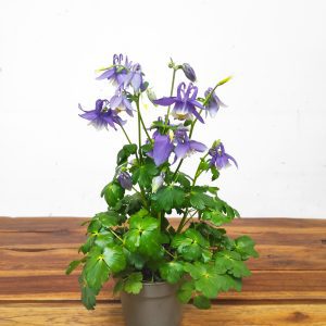 Aquilegia 'Dragonfly Hybrids' - Roxo