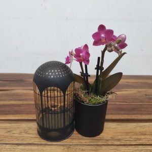 Arranjo Phalaenopsis Led Lichtbal - Flor Roxa