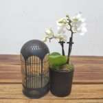 Arranjo Phalaenopsis Led Lichtbal - Flor Branca