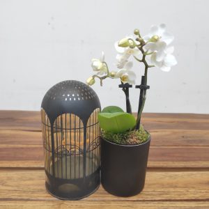 Arranjo Phalaenopsis Led Lichtbal - Flor Branca