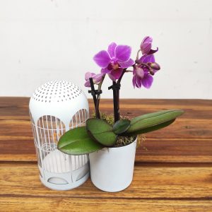 Arranjo Phalaenopsis Led Lichtbal - Flor Roxa