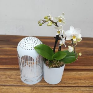 Arranjo Phalaenopsis Led Lichtbal - Flor Branca