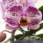 Phalaenopsis Purple Formidablo