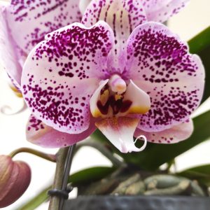 Phalaenopsis Purple Formidablo