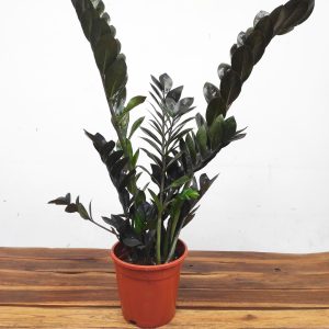 Zamioculcas Zamiifolia 'Dowon'