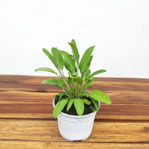 Salvia Purpurea V.10