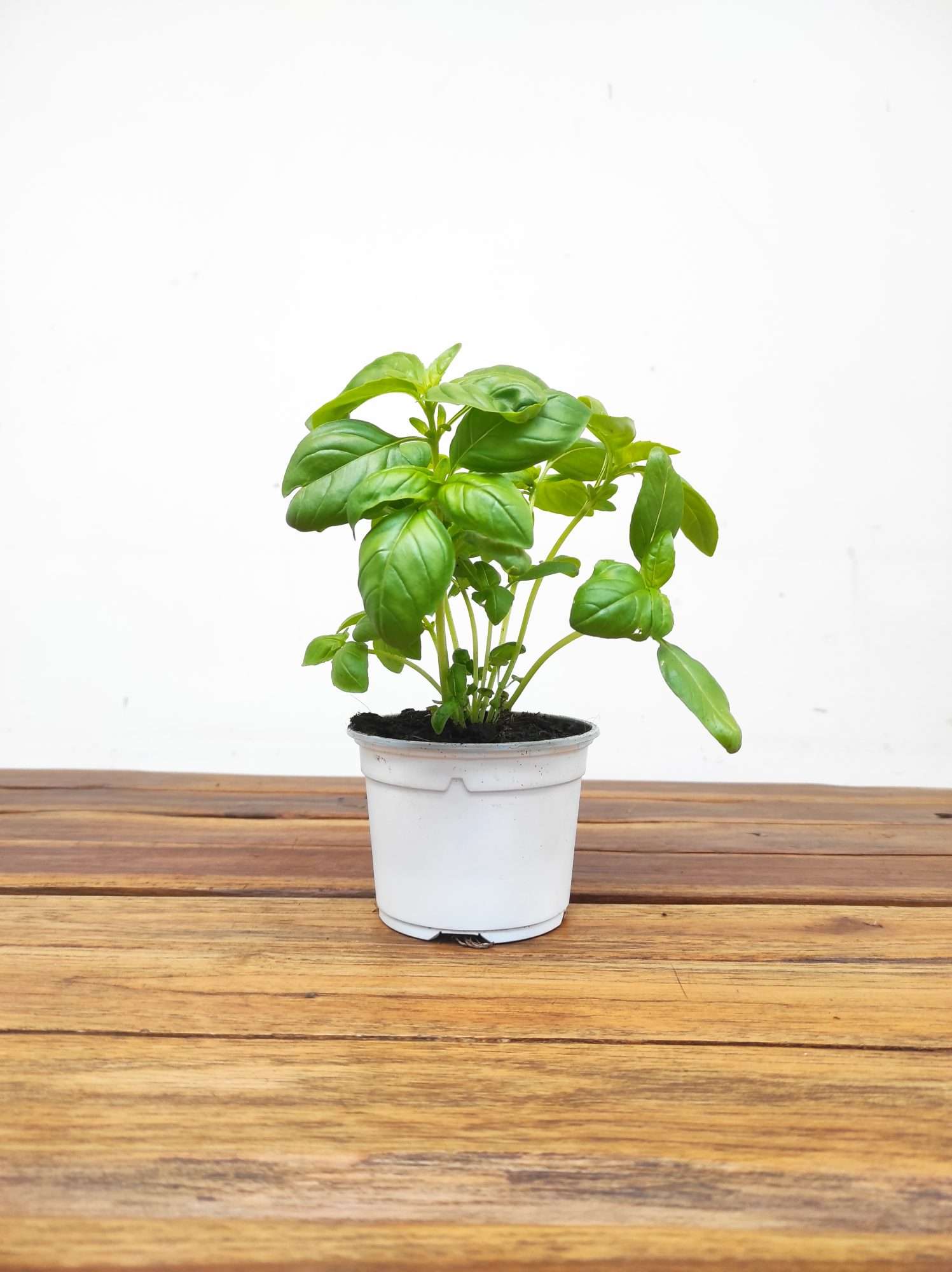 Manjerico V.10 - Image 2