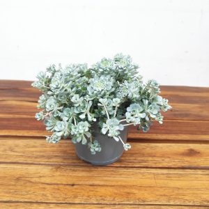 Sedum Spathulifolium 'Cape Blanco'