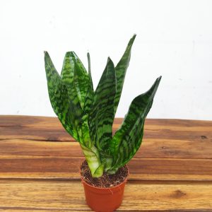 Sansevieria Trifasciata V.9