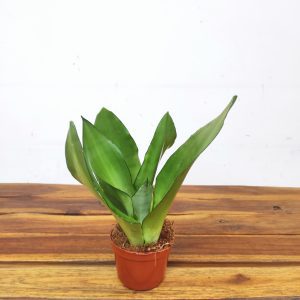 Sansevieria Trifasciata V.9