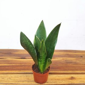 Sansevieria Trifasciata V.9